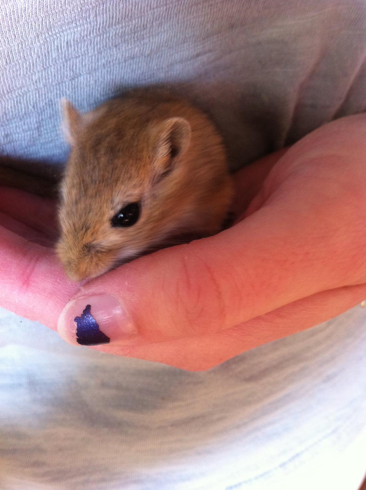 Ørkenrotte Aibu [tidligere gnaver] billede 2