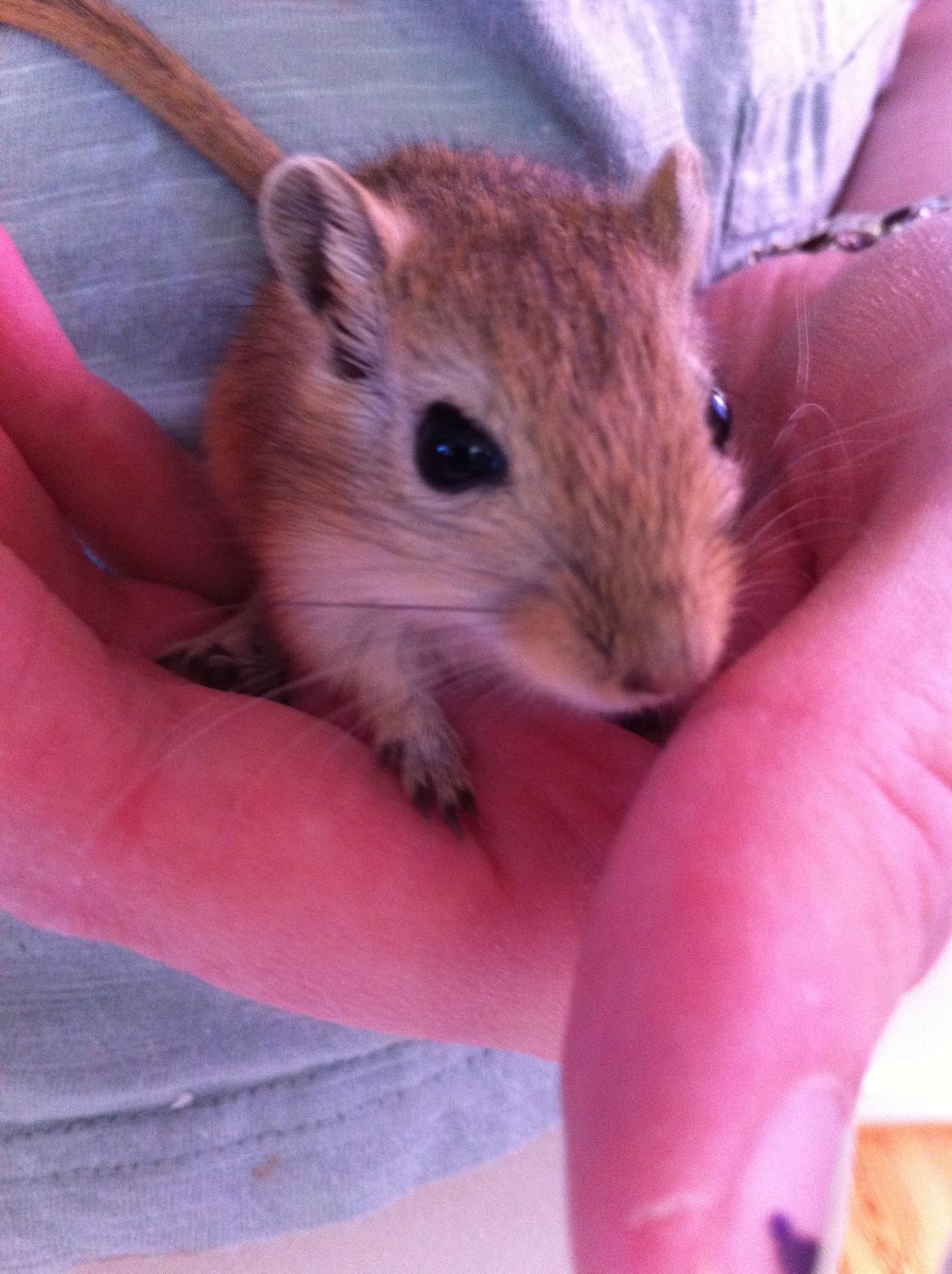 Ørkenrotte Aibu [tidligere gnaver] billede 3