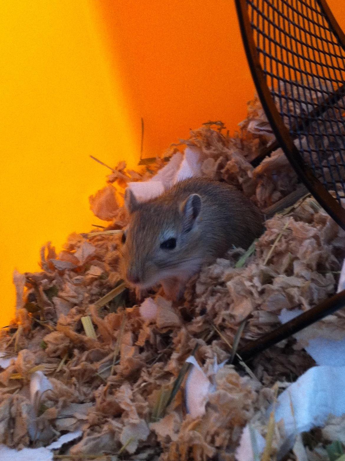 Ørkenrotte Aibu [tidligere gnaver] billede 4