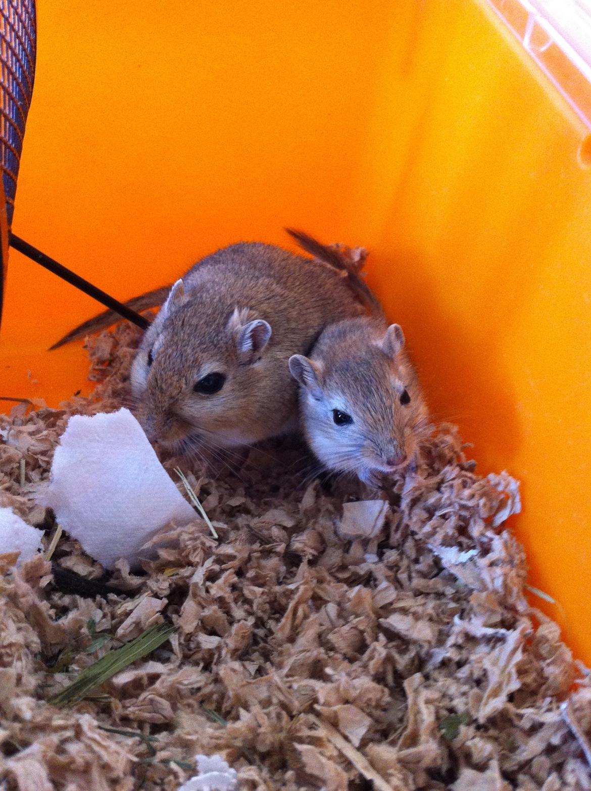 Ørkenrotte Aibu [tidligere gnaver] billede 5