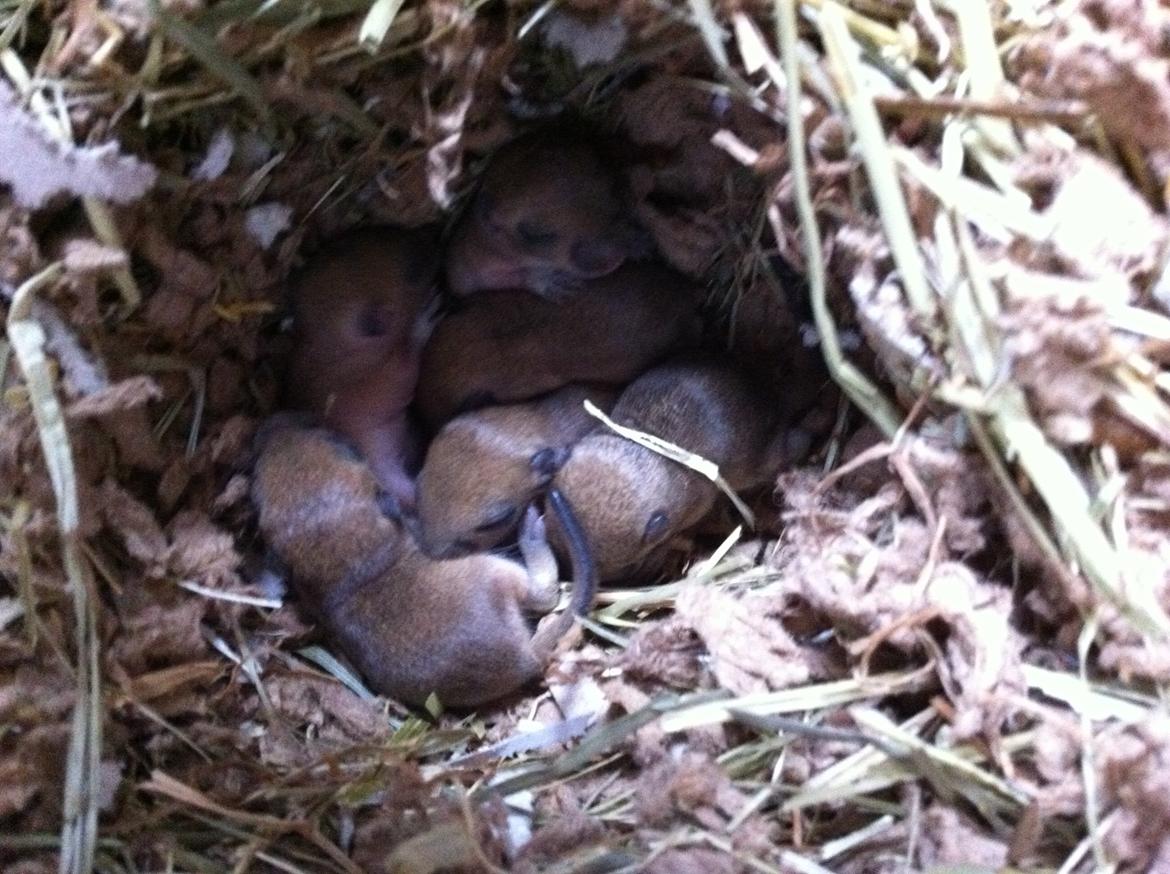 Ørkenrotte Aibu [tidligere gnaver] billede 7