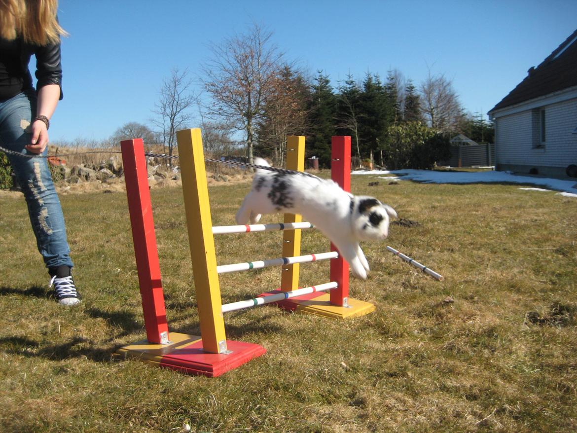 Kanin Hr. Olsen. - hop i haven D.1.april.2013. det gjorde han super godt! billede 5