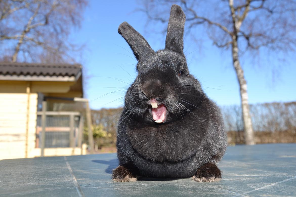 Kanin Nikki Ebony † 10/09-13 † - Gaber på kommando. ♡ billede 5
