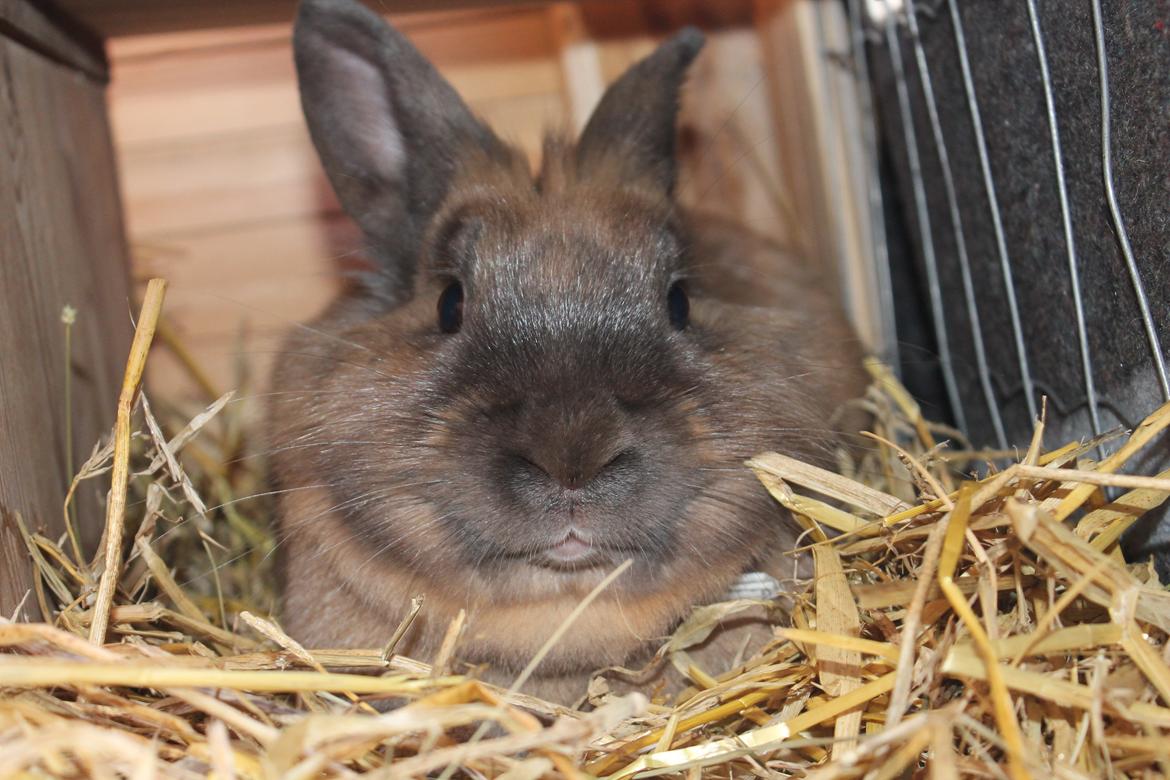 Kanin Prince Eddie<3 - Gået bort - Min hyggegøj. billede 2