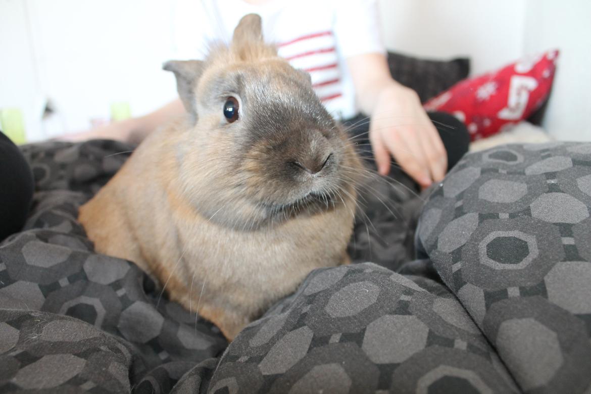 Kanin Prince Eddie<3 - Gået bort - Are you fucking kidding me!!?!! billede 1