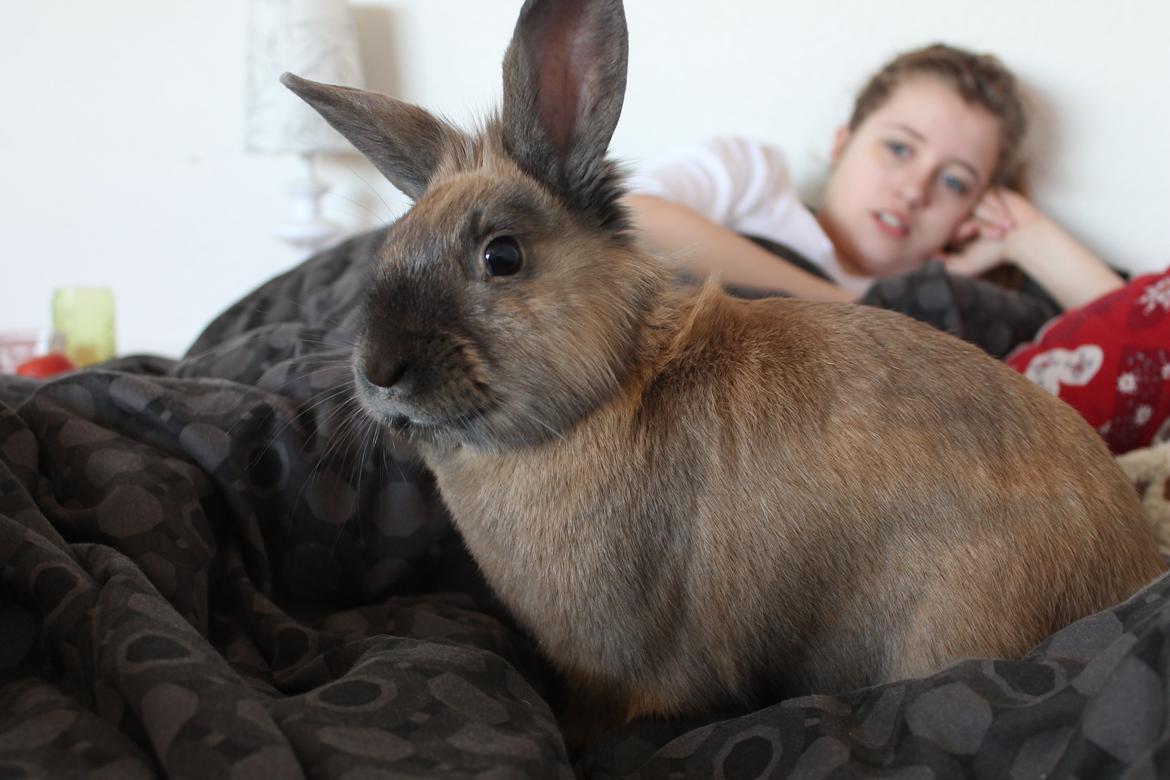 Kanin Prince Eddie<3 - Gået bort billede 10