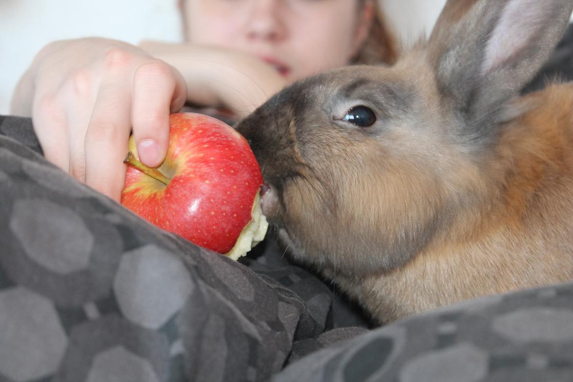 Kanin Prince Eddie<3 - Gået bort billede 11