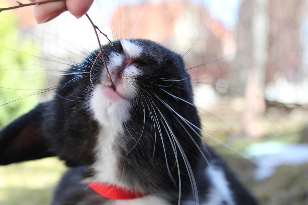 Kanin Fiona billede 5
