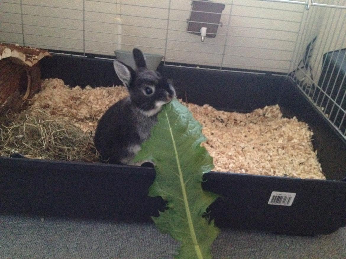 Kanin ZGM Netland Oftedal's Lotus - hermelin - meget stor mælkebøtte til lille kanin  billede 1