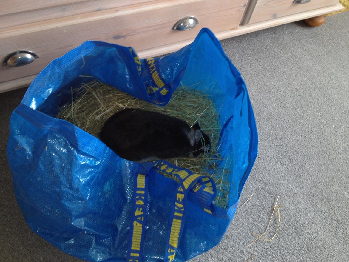 Kanin ZGM Netland Oftedal's Lotus - hermelin - hos Maria har vi ta' selv bord billede 15