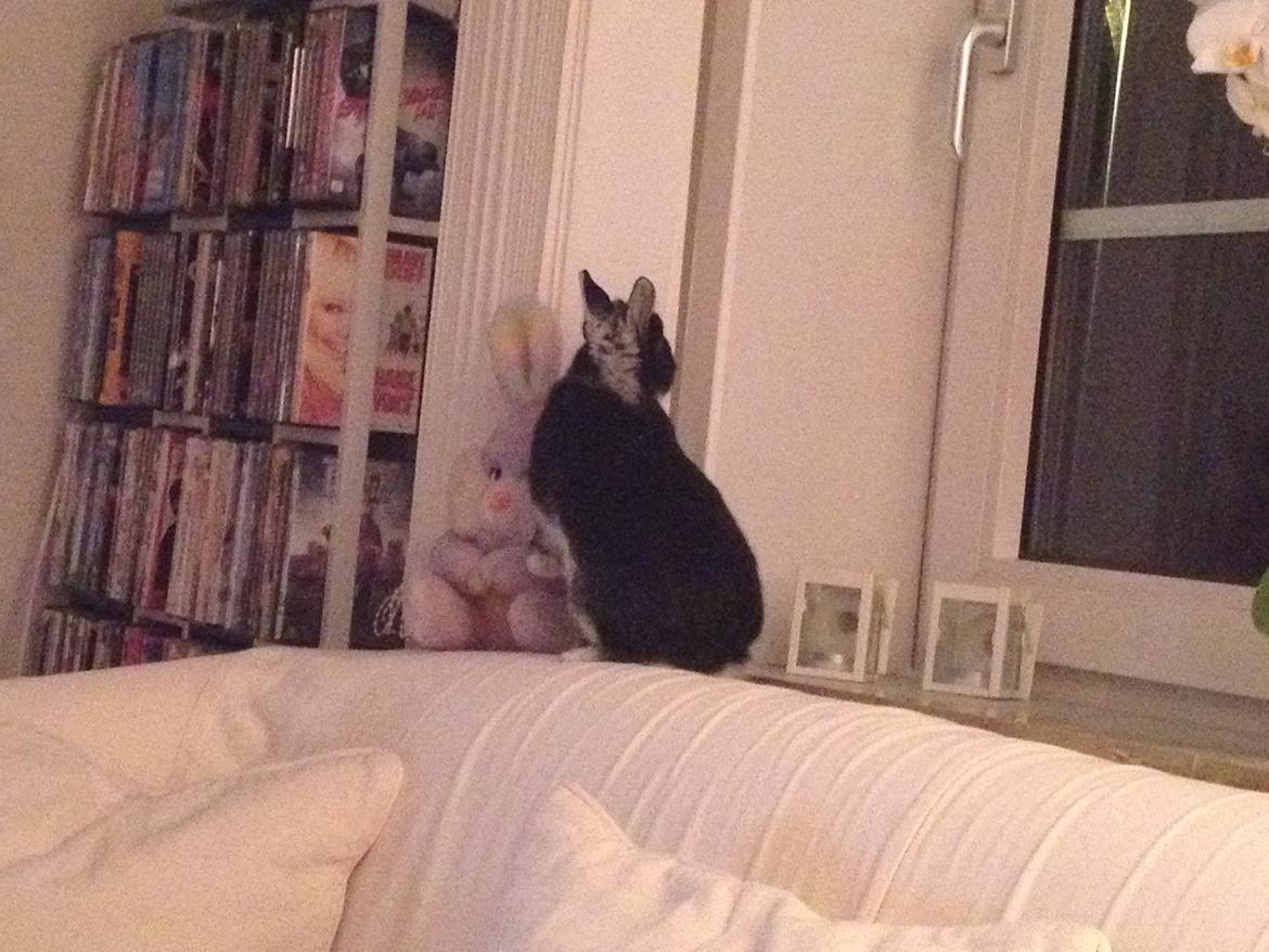 Kanin ZGM Netland Oftedal's Lotus - hermelin billede 16