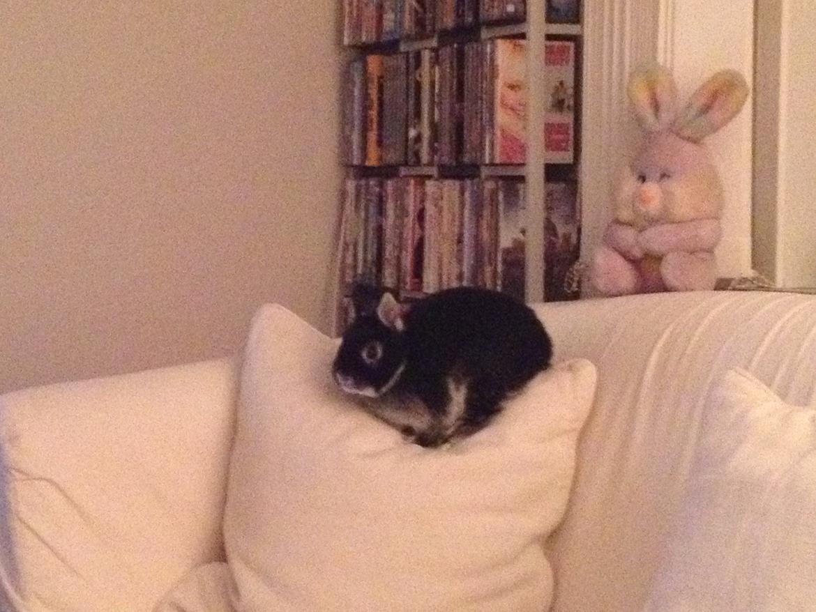 Kanin ZGM Netland Oftedal's Lotus - hermelin - et bette hvil på puden billede 18