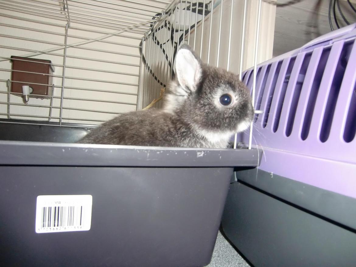 Kanin ZGM Netland Oftedal's Lotus - hermelin billede 6