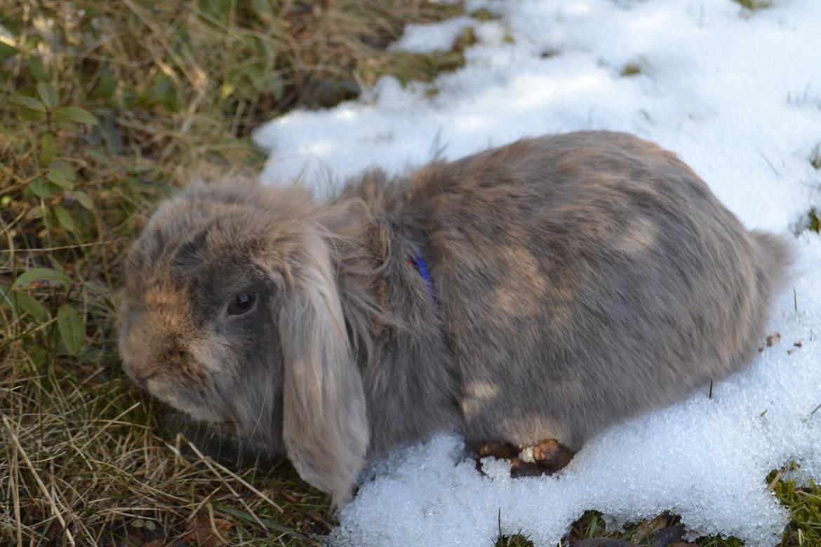 Kanin Voerladegaards Blue - Min lille baby blå <3 Foto- mig billede 2