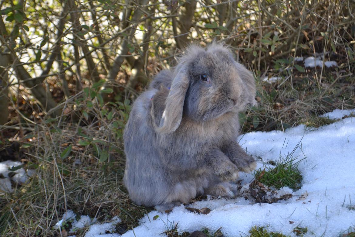 Kanin Voerladegaards Blue - <3 Foto- mig billede 3