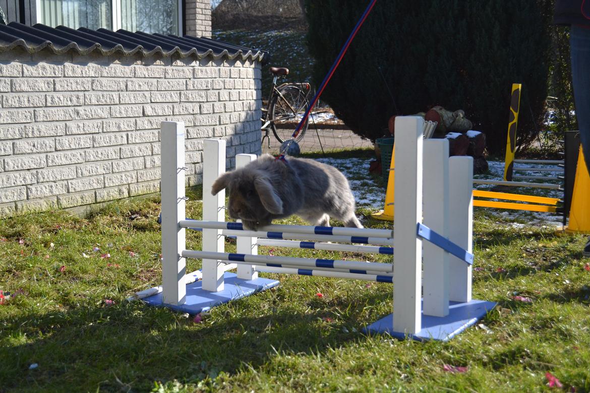 Kanin Voerladegaards Blue - Velkommen til Blues profil, nyd den! Foto- Lotte Raunsgaard billede 1