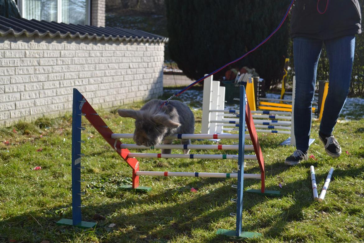 Kanin Voerladegaards Blue - Jeg elsker dig! Foto- Lotte Raunsgaard billede 4