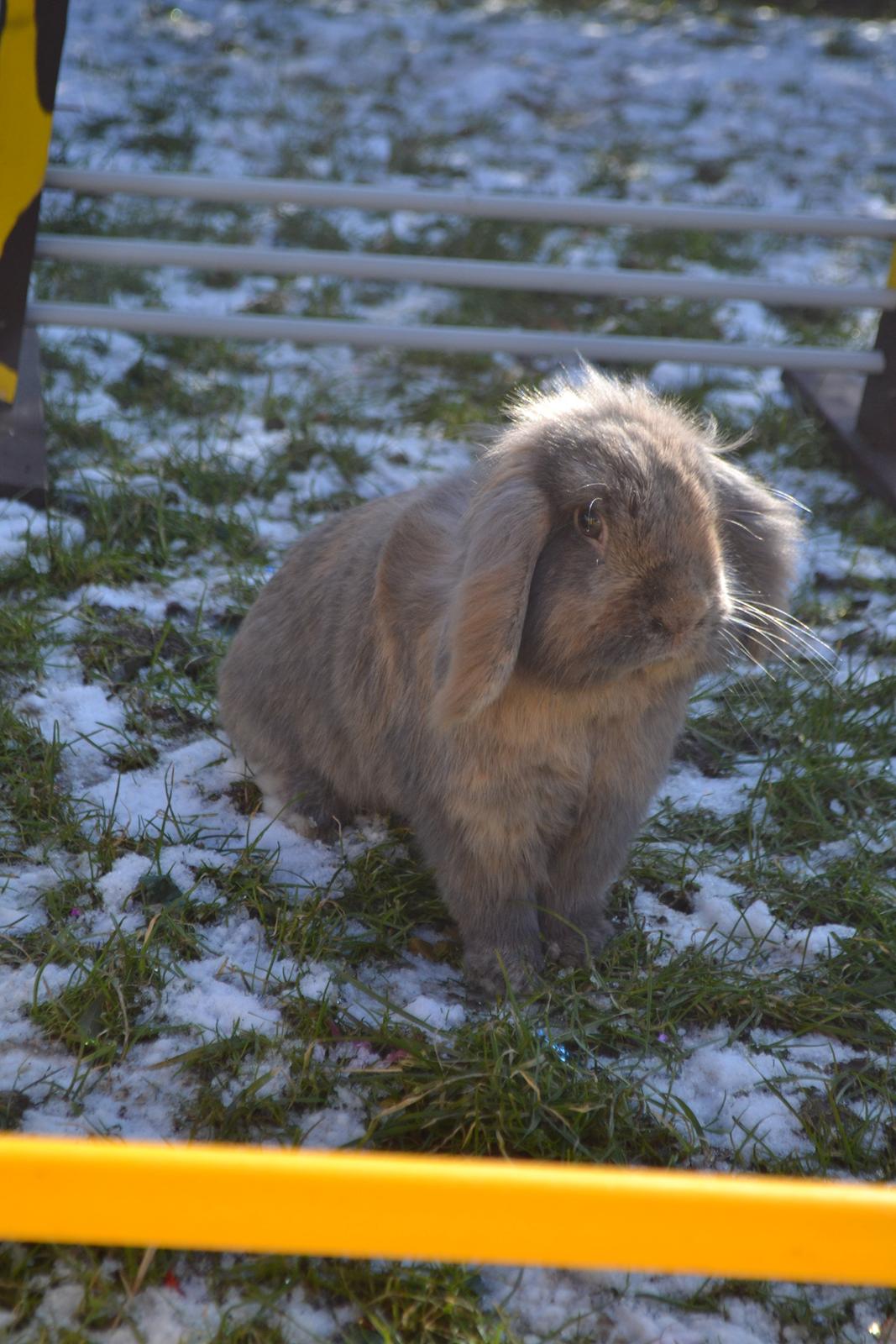 Kanin Voerladegaards Blue - Ingen ord kan beskrive, hvor højt jeg elsker dig <3 Foto- Lotte Raunsgaard billede 6