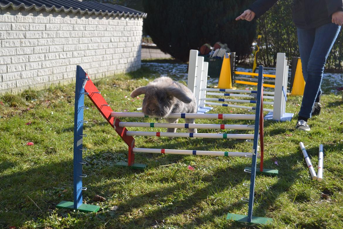 Kanin Voerladegaards Blue - Gi den gas Blå! Foto- Lotte Raunsgaard billede 5
