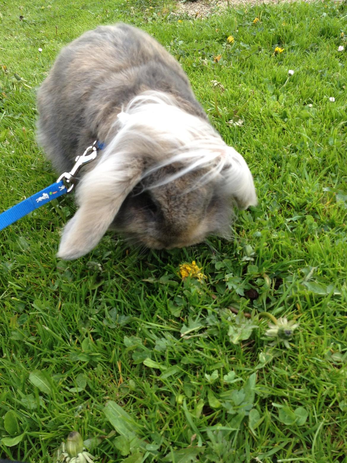 Kanin Voerladegaards Blue - Min baby blå for evigt og altid <3 Foto- mig billede 8
