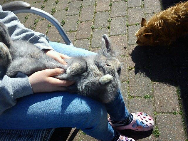 Kanin Voerladegaards Blue - Så dygtig til at lægge på på ryggen! Foto- mor billede 9