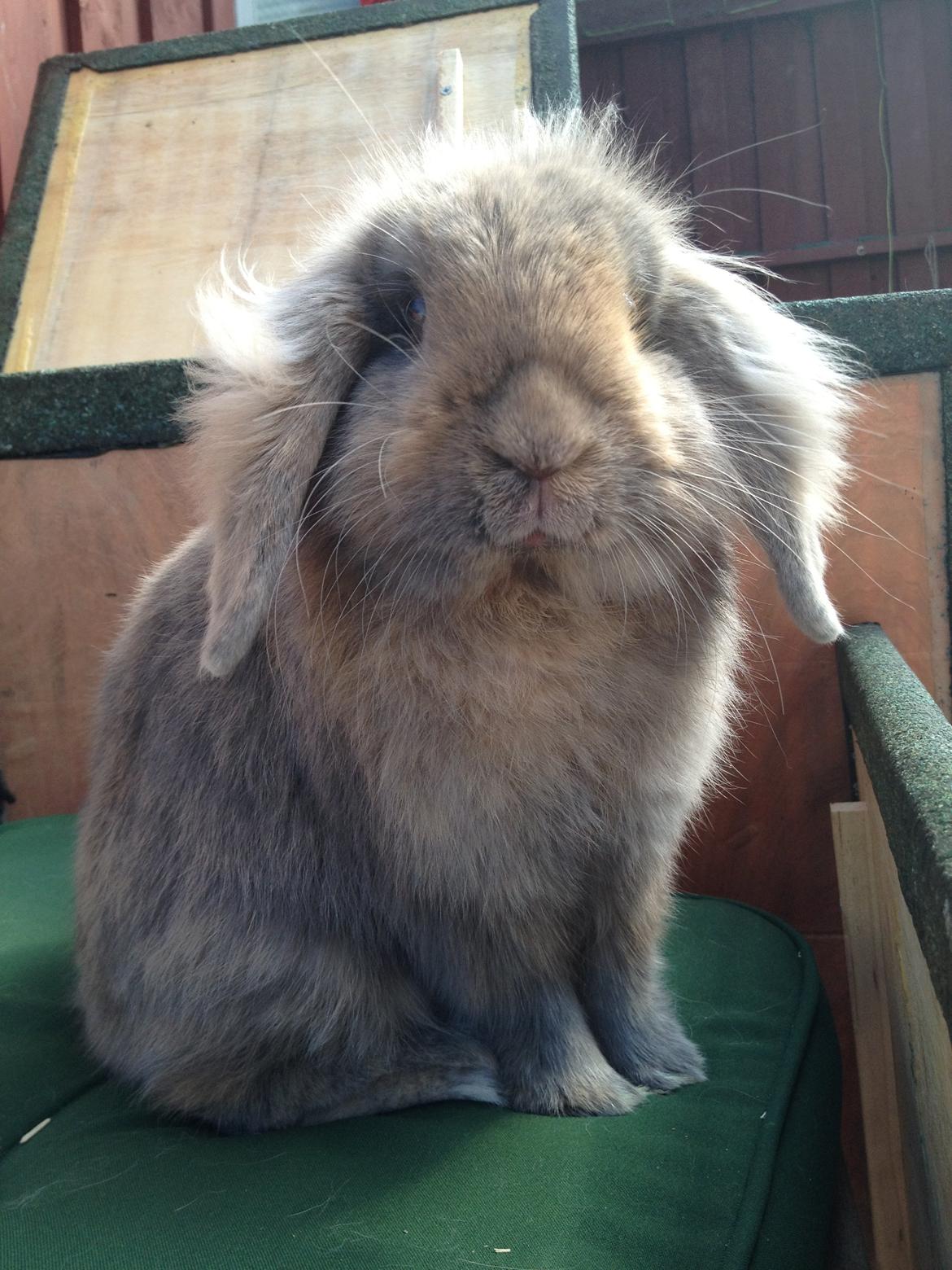Kanin Voerladegaards Blue - Konge Blå <3 Foto- mig billede 10
