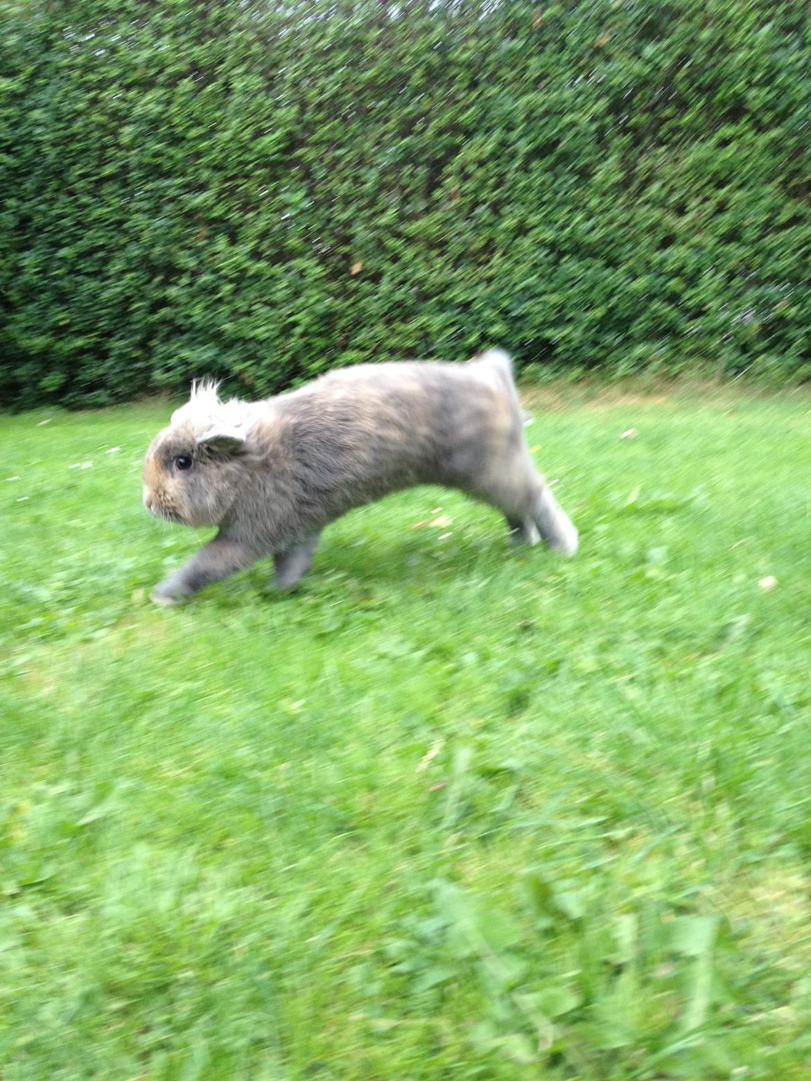 Kanin Voerladegaards Blue - Løøøb! <3 Foto- mig billede 11