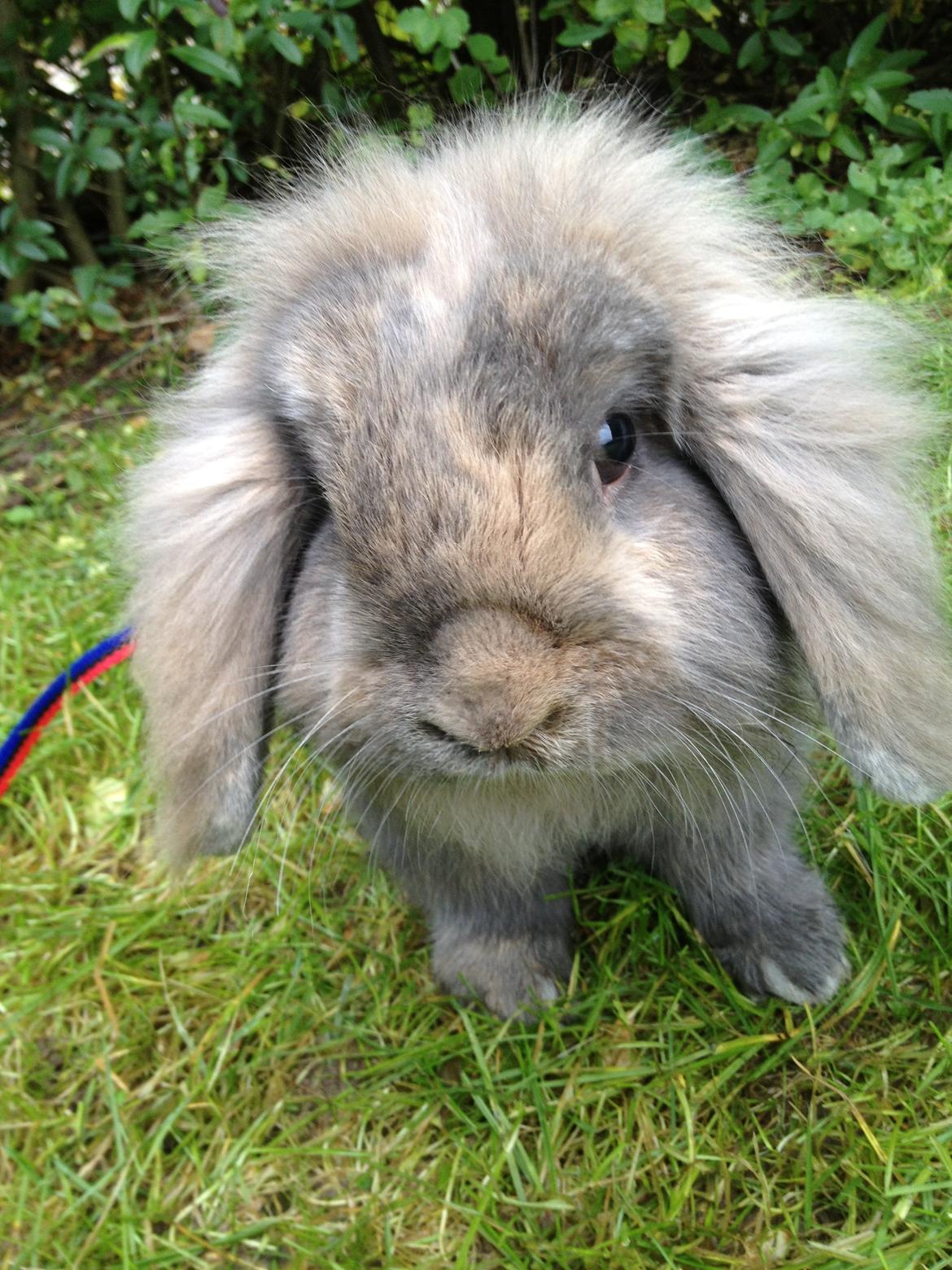 Kanin Voerladegaards Blue - BABY FACE! When I see your face, there's not a thing, that I would change <3 Foto- mig billede 12