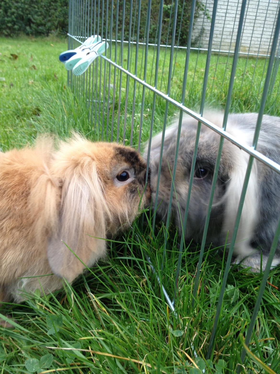 Kanin Voerladegaards Blue - Blue og hans søde søster <3 Foto- mig billede 13