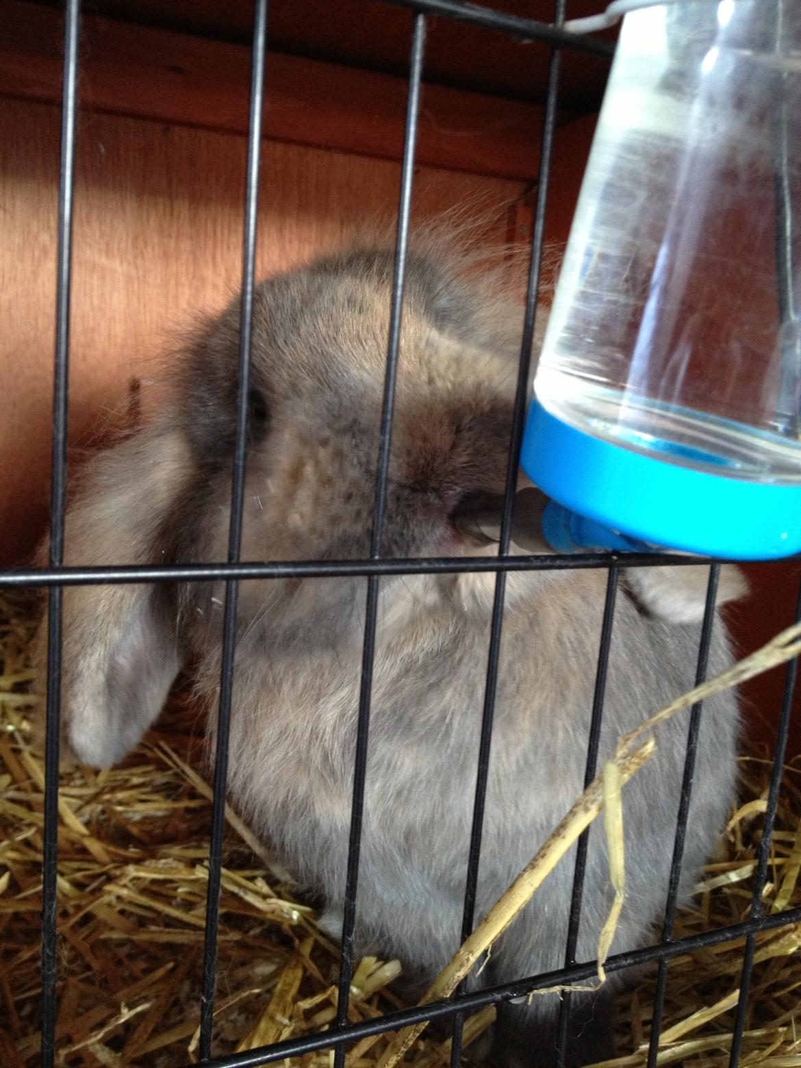 Kanin Voerladegaards Blue - Sød<3 Foto- mig billede 14