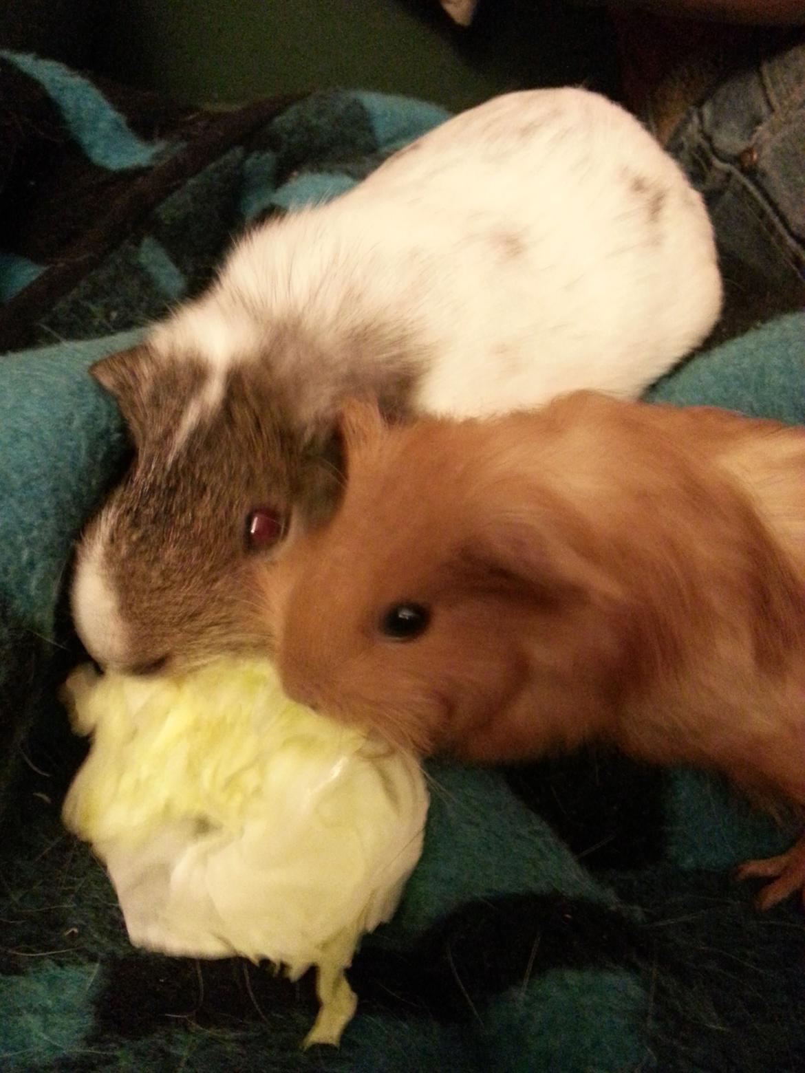 Marsvin Hugo - Henning og Hugo, nyder lidt salat i sofaen<3  billede 8