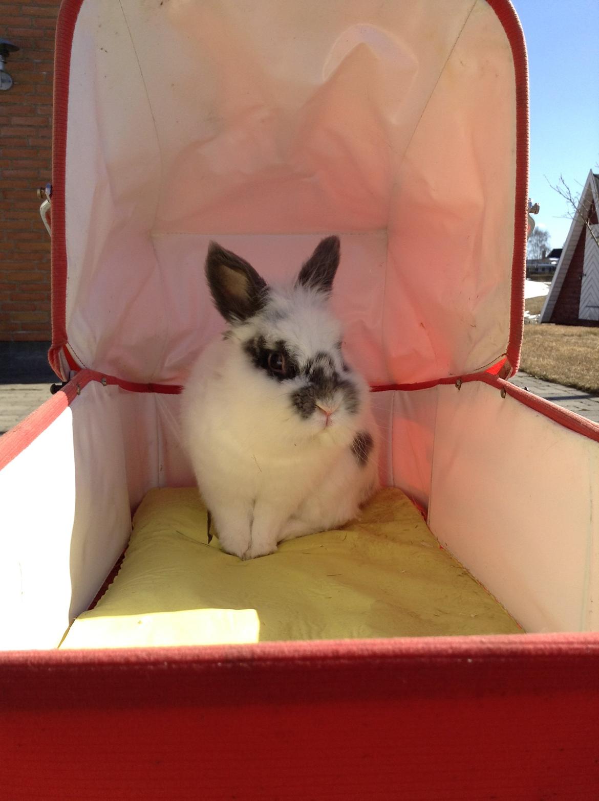 Kanin Pontus billede 2