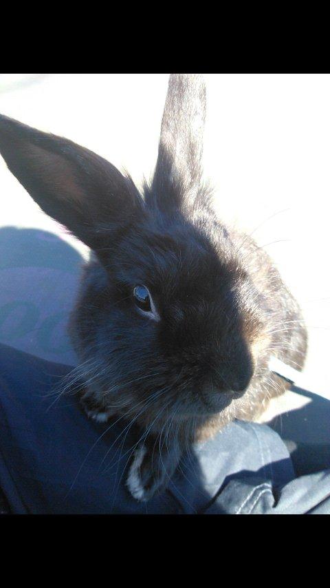 Kanin Amigo - Billedet er taget med mobil, så kvaliteten er ikke fantastisk.. (: billede 2