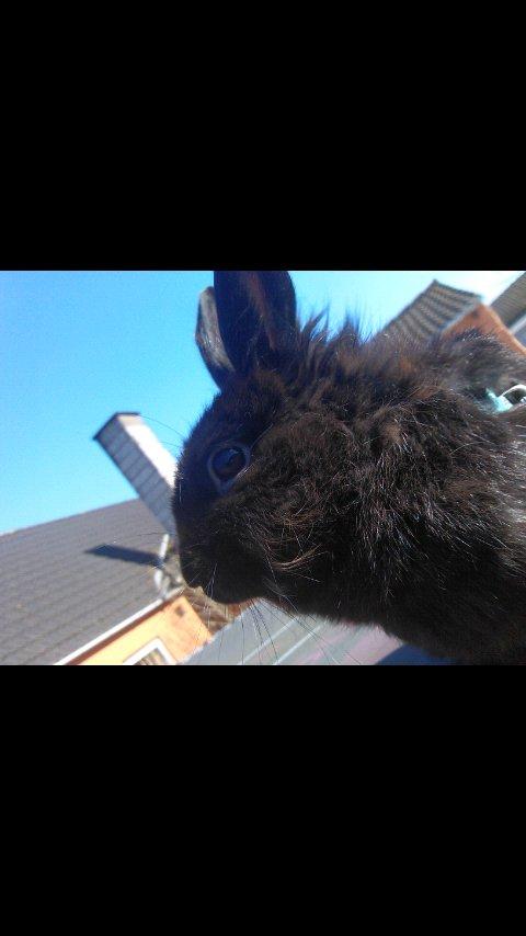 Kanin Amigo - -også taget med mobil. billede 3