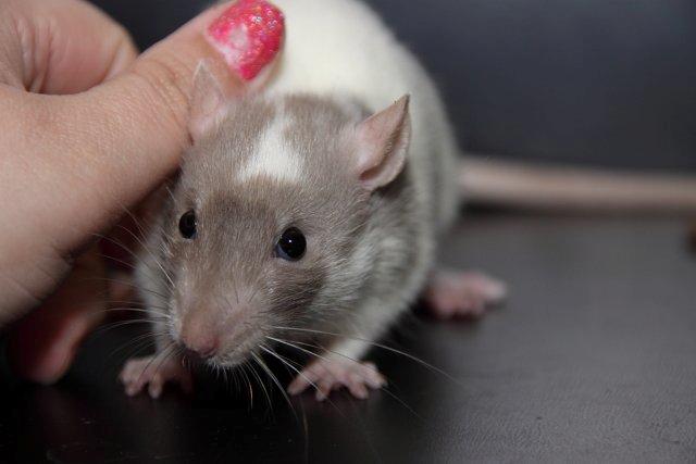 Tamrotte Hell´s Rufio the Magnificent billede 2