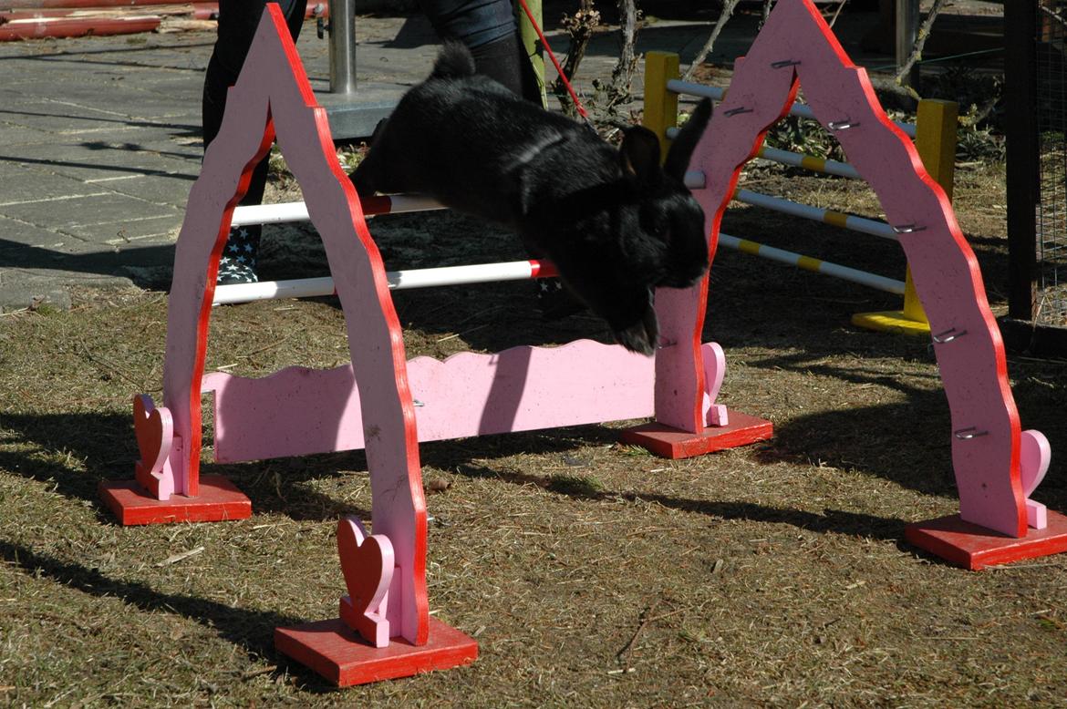 Kanin Clausen's Kiwi billede 11