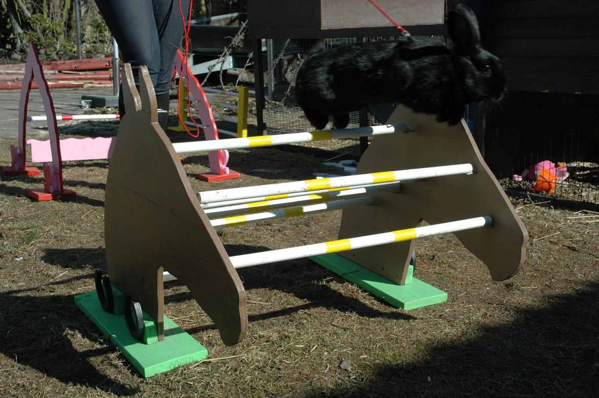 Kanin Clausen's Kiwi billede 12