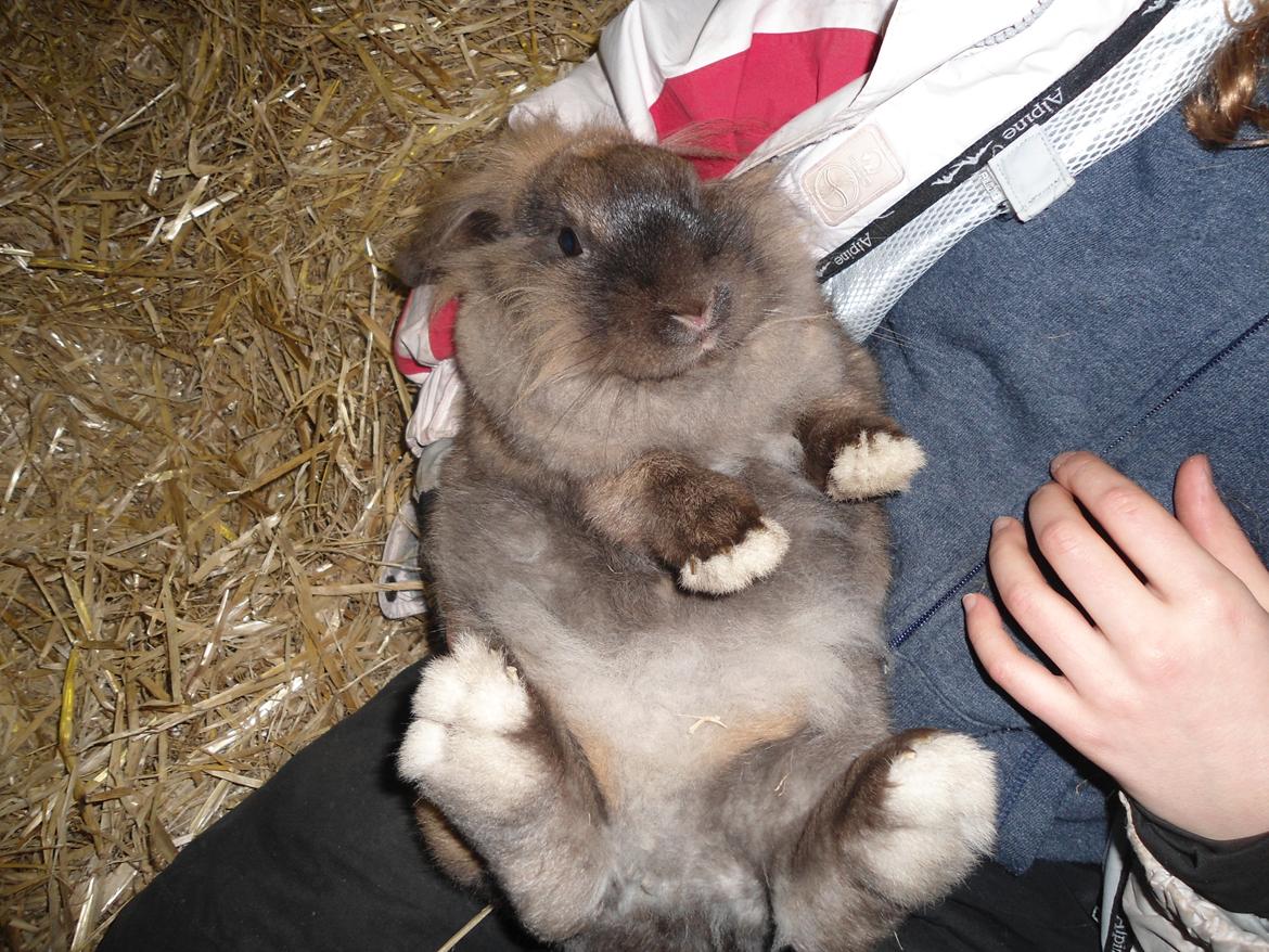 Kanin Stella billede 3