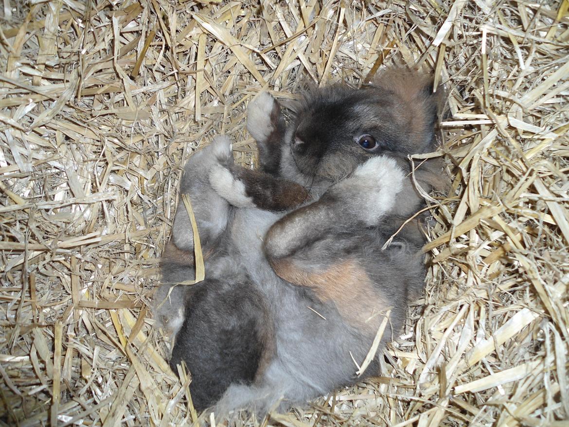 Kanin Stella billede 2