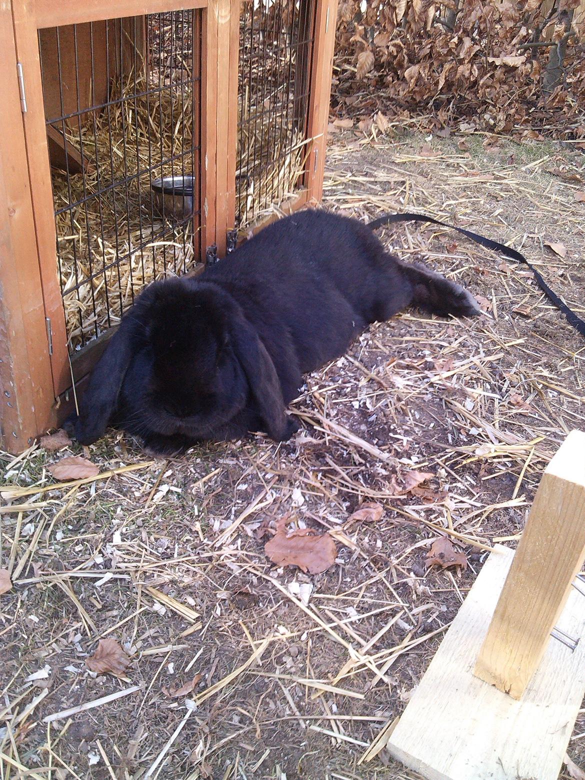 Kanin Romle - Velkommen til min profil :) billede 1