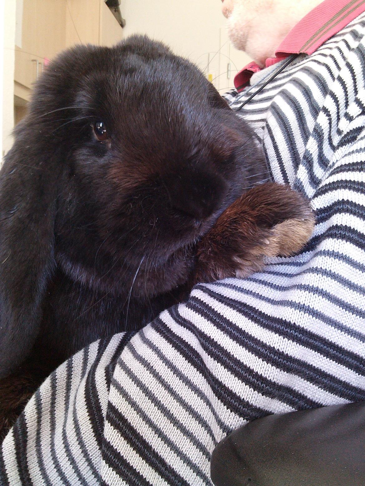 Kanin Romle billede 8