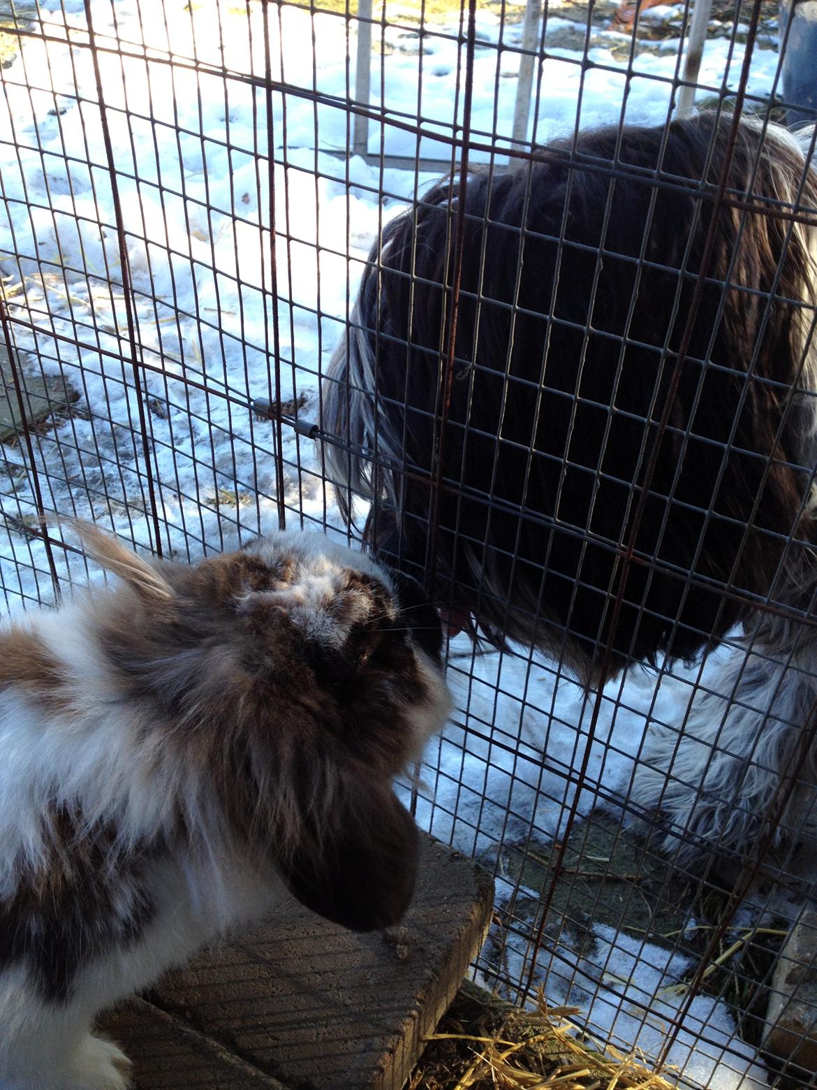 Kanin | Cookie | Dværgvædder/løvehoved billede 20