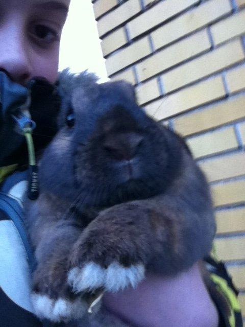 Kanin Alfred - hej billede 1