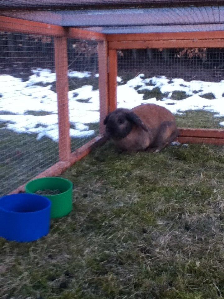 Kanin Alfred - halløj billede 2