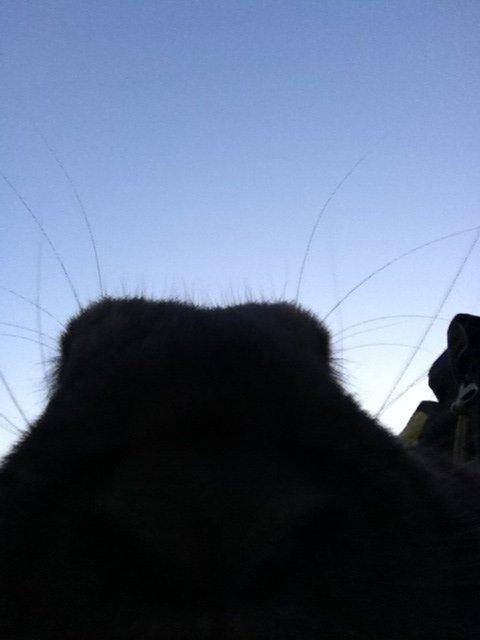 Kanin Alfred - titte bøøh billede 3