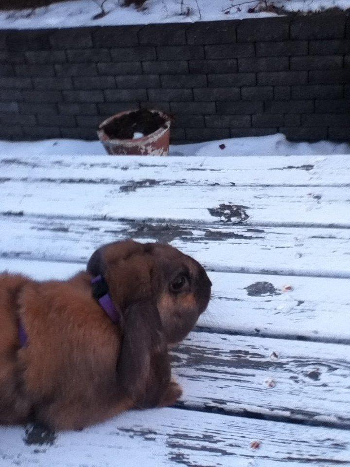 Kanin Alfred - er der noget billede 4