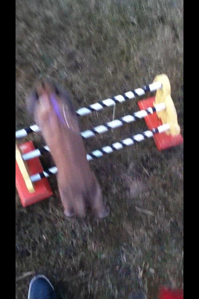 Kanin Alfred - skal vi hoppe lidt billede 5