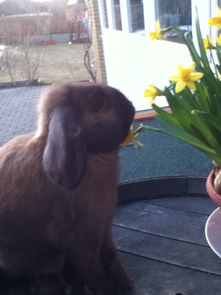 Kanin Alfred - om nom nom nom billede 7