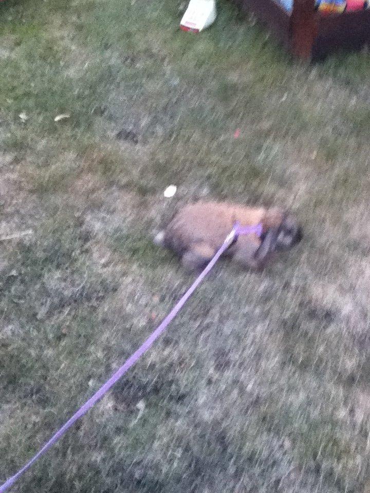 Kanin Alfred - lad mig nu gå selv billede 8