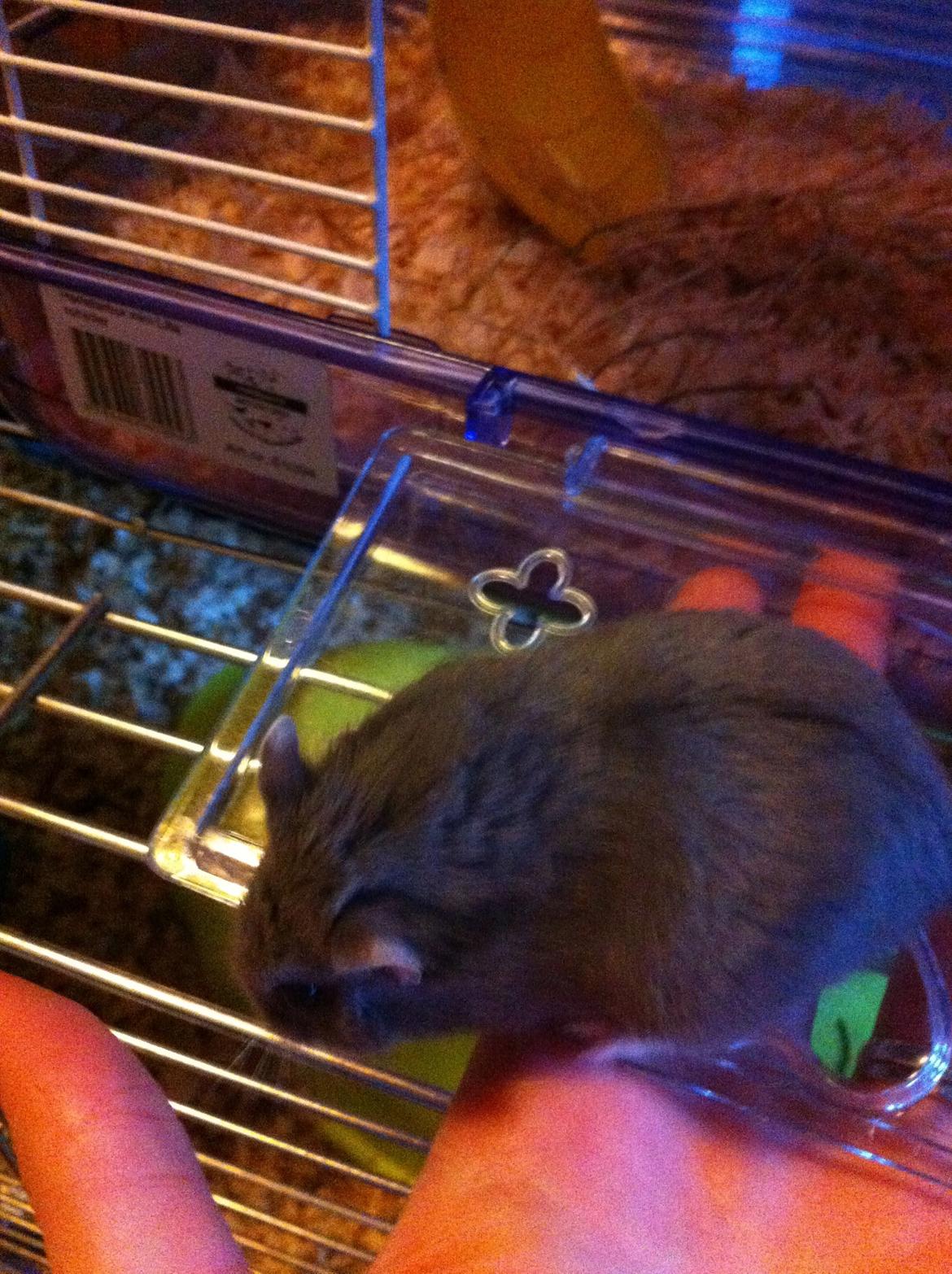 Dværghamster Frikadelja billede 2